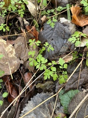 Osmorhiza longistylis