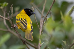 Ploceus melanocephalus