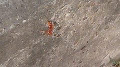 Tachypompilus