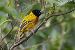 Ploceus melanocephalus