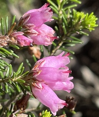 Erica australis