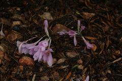 Colchicum hierosolymitanum