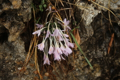 Colchicum stevenii