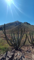 Stenocereus thurberi