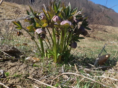 Helleborus purpurascens