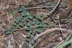 Pellaea intermedia