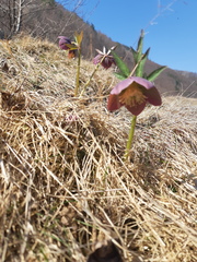 Helleborus purpurascens
