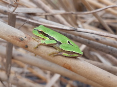 Hyla orientalis
