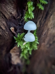 Mycena tenerrima