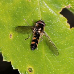 Meligramma triangulifera