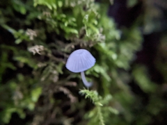 Mycena tenerrima