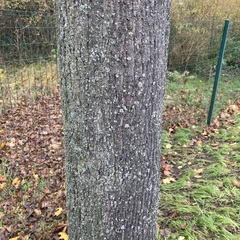 Phaeophyscia orbicularis