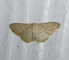 Scopula benitaria