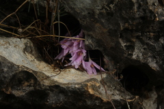 Colchicum stevenii