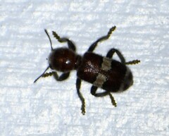 Enoclerus quadrisignatus