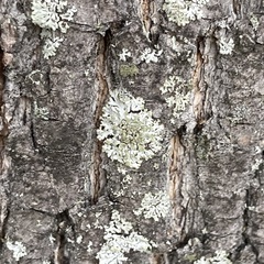 Phaeophyscia orbicularis