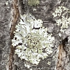 Phaeophyscia orbicularis