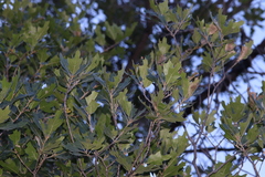 Quercus gravesii
