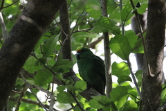 Cyanoramphus malherbi