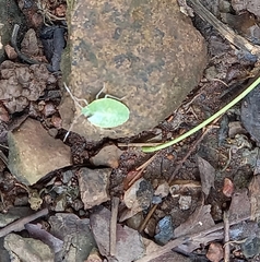 Chlorocoris distinctus