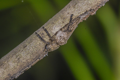 Aulaconotus pachypezoides