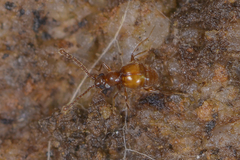 Pselaphinae