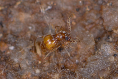 Pselaphinae