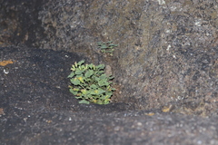 Perityle rupestris rupestris