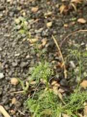 Ptilimnium capillaceum