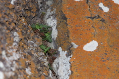 Pleopeltis riograndensis