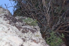 Perityle rupestris rupestris