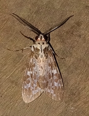 Arctiinae