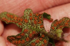 Pleopeltis riograndensis