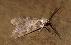 Arctiinae