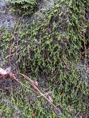 Hedwigia ciliata