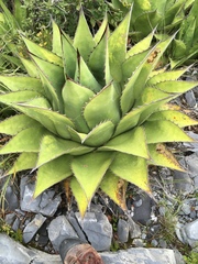 Agave gentryi