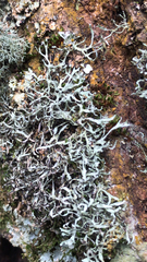 Heterodermia leucomelos