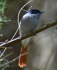 Terpsiphone bourbonnensis