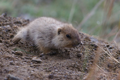 Marmota sibirica