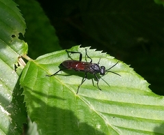 Macrophya annulata