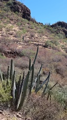 Stenocereus thurberi