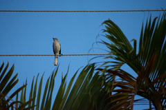 Mimus polyglottos