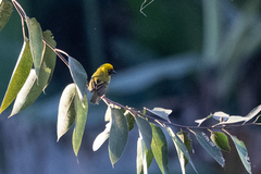 Ploceus castanops