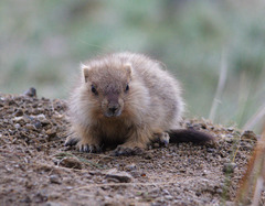 Marmota sibirica