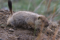 Marmota sibirica
