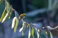 Ploceus castanops