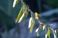 Ploceus castanops