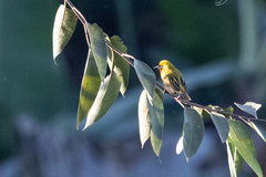 Ploceus castanops