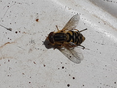 Parhelophilus