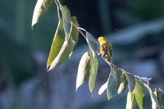 Ploceus castanops